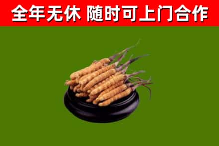 天全烟酒回收冬虫夏草.jpg